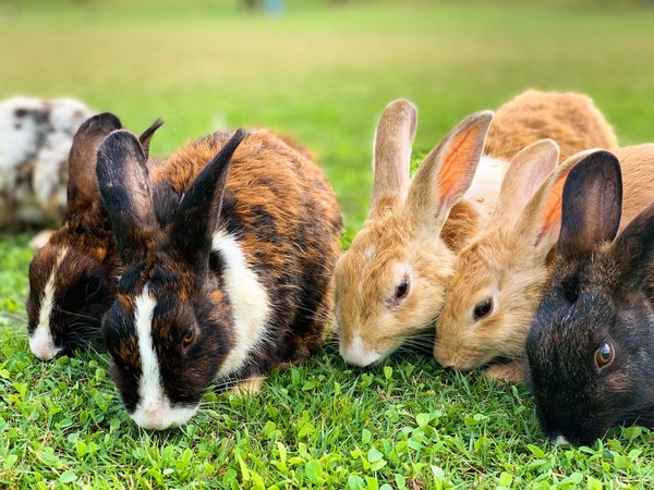 Why do rabbits chew on everything?