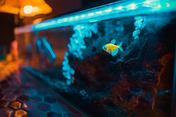 How often should you clean your fish tank?